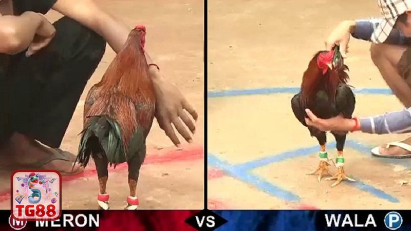 Đá Gà WS168 - Chất lượng phát sóng sắc nét, hạn chế giật lag